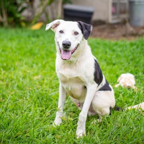 Jasper, an adoptable Mixed Breed in Kailua Kona, HI, 96740 | Photo Image 6