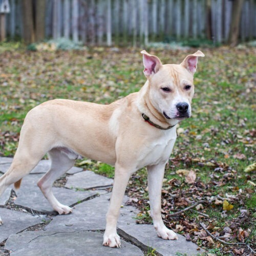 Orbit, an adoptable American Bulldog, Akita in Duart, ON, N0L 1H0 | Photo Image 2