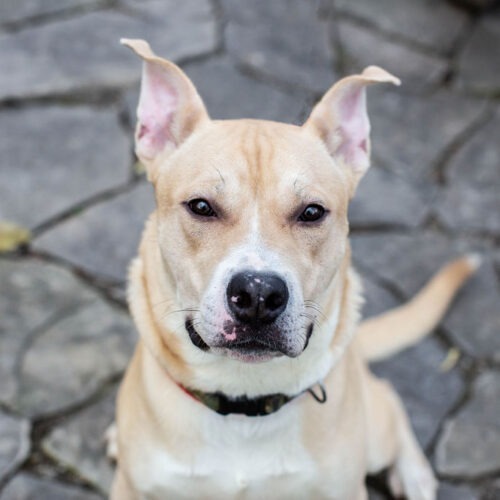 Orbit, an adoptable American Bulldog, Akita in Duart, ON, N0L 1H0 | Photo Image 3