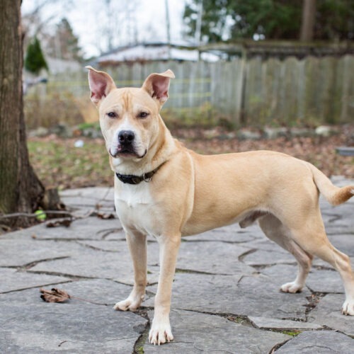 Orbit, an adoptable American Bulldog, Akita in Duart, ON, N0L 1H0 | Photo Image 4