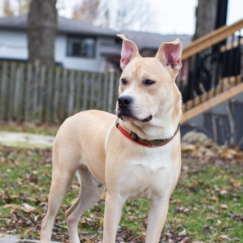 Orbit, an adoptable American Bulldog, Akita in Duart, ON, N0L 1H0 | Photo Image 5