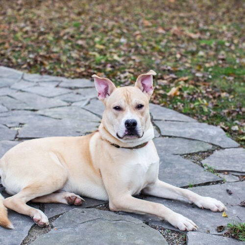 Orbit, an adoptable American Bulldog, Akita in Duart, ON, N0L 1H0 | Photo Image 6