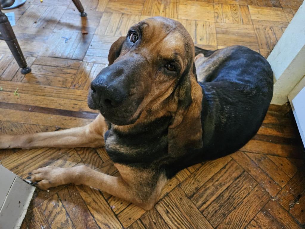 Petfinder bloodhound best sale