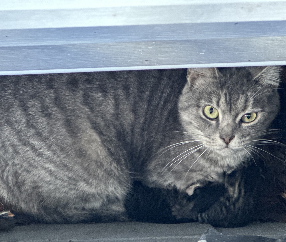 Mama Diletta 2023, an adoptable Domestic Short Hair in Virginia Beach, VA, 23455 | Photo Image 1