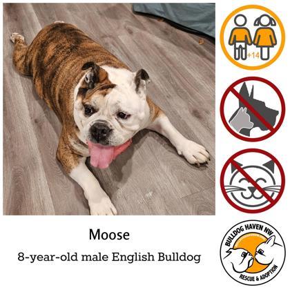 Nw store bulldog rescue