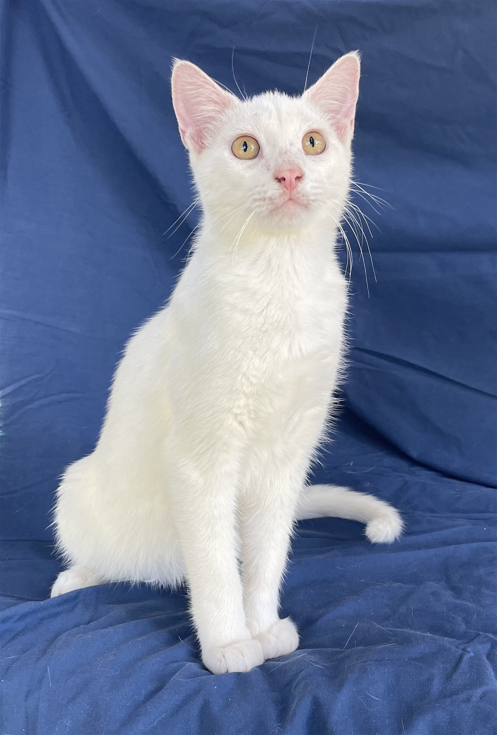 Torbert, an adoptable Domestic Short Hair in Oxford, MS, 38655 | Photo Image 1