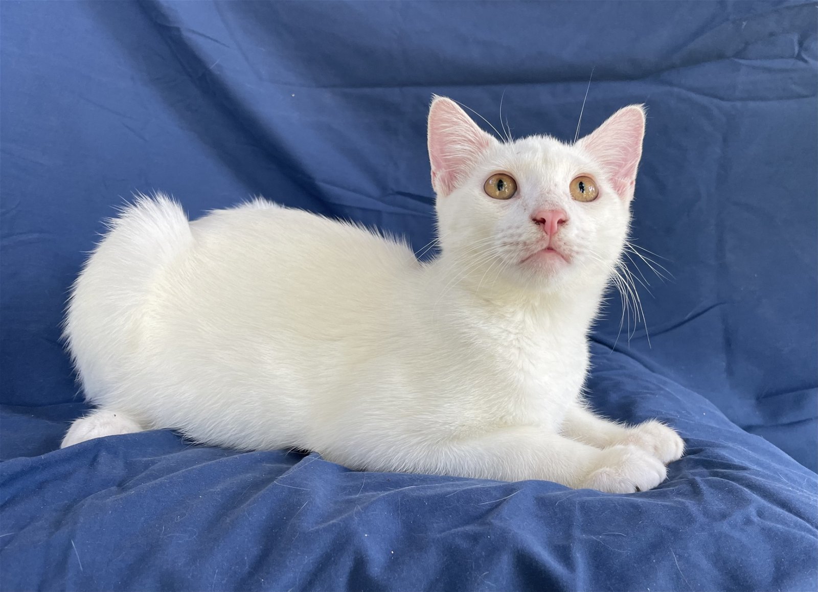 Torbert, an adoptable Domestic Short Hair in Oxford, MS, 38655 | Photo Image 2