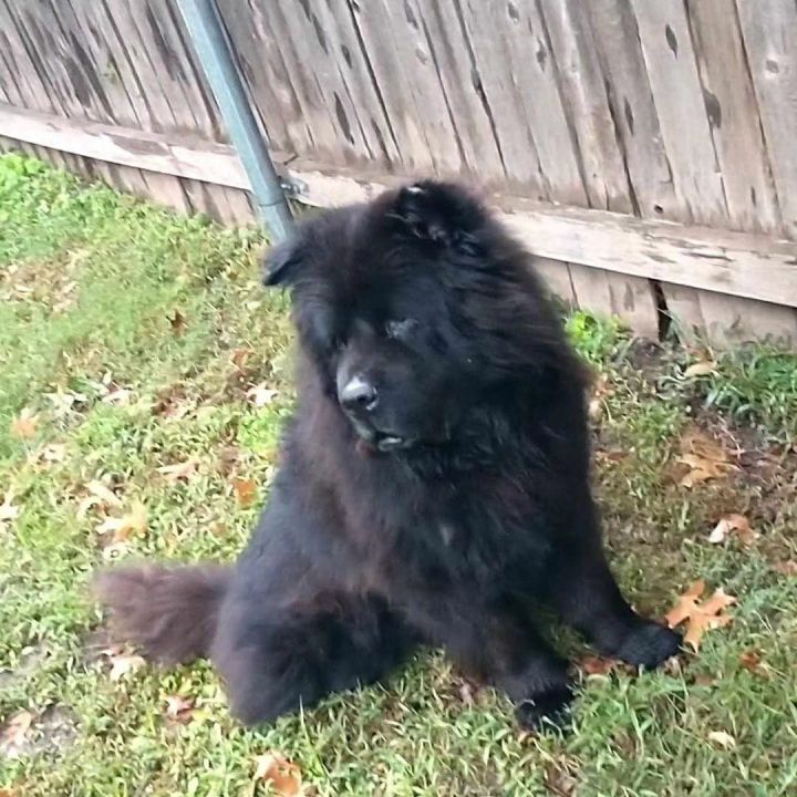 Chow chow newfoundland store mix