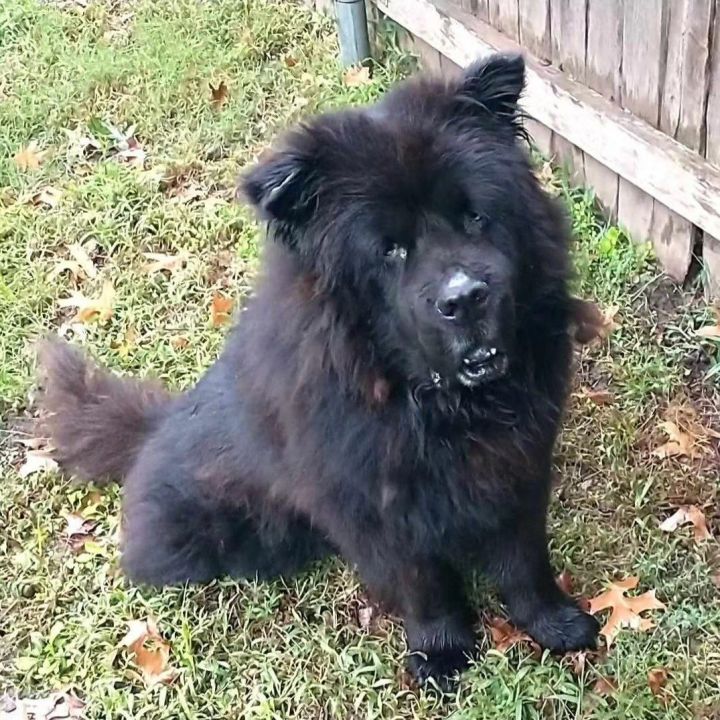 Chow chow clearance mastiff