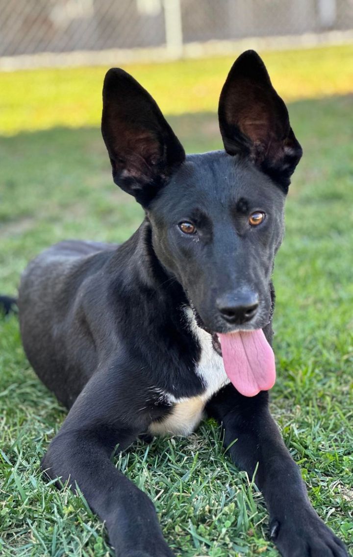 Pharaoh dog hot sale black