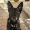 Koda - Senior dog looking for a new home!