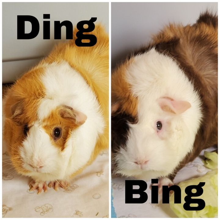 Bing / Ding 5