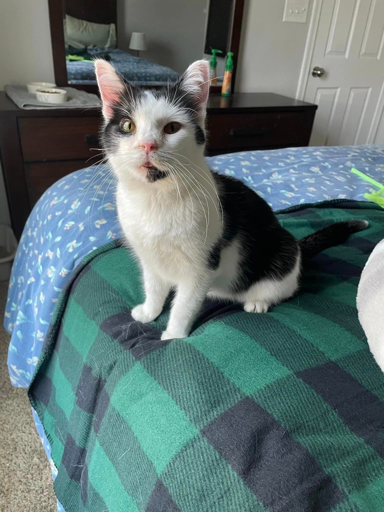 Waylon