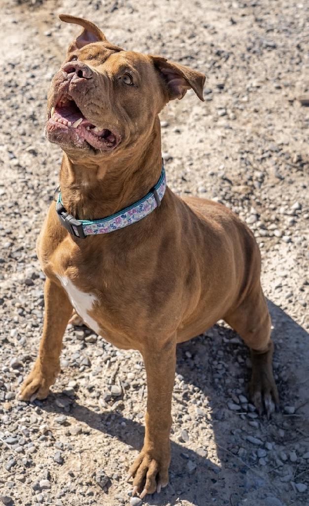 Gypsy, an adoptable Pit Bull Terrier in Pahrump, NV, 89048 | Photo Image 1