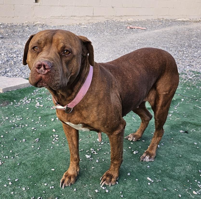 Gypsy, an adoptable Pit Bull Terrier in Pahrump, NV, 89048 | Photo Image 2