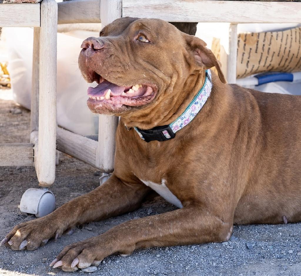 Gypsy, an adoptable Pit Bull Terrier in Pahrump, NV, 89048 | Photo Image 3