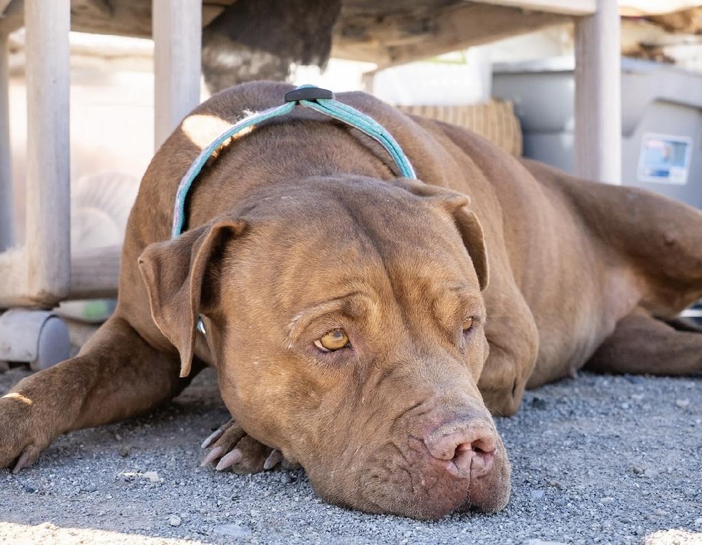 Gypsy, an adoptable Pit Bull Terrier in Pahrump, NV, 89048 | Photo Image 4