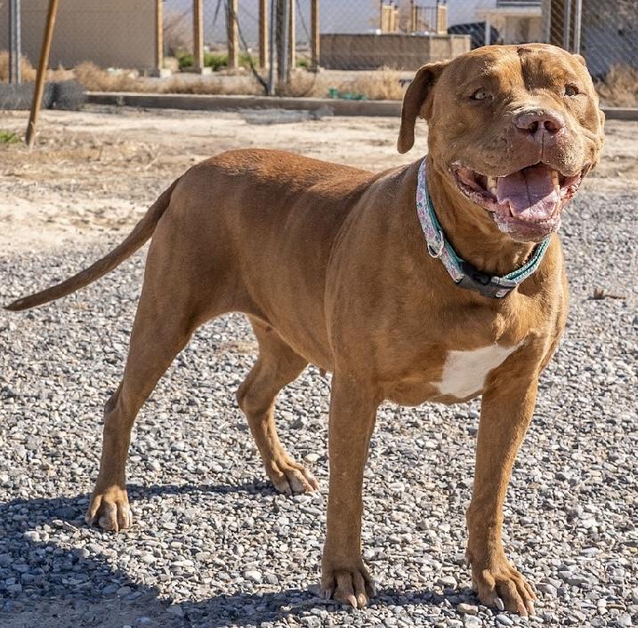Gypsy, an adoptable Pit Bull Terrier in Pahrump, NV, 89048 | Photo Image 5
