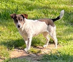 Jane Doe *, Young Female Jack Russell Terrier