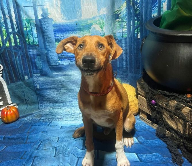 Dog for adoption - Danner, a Whippet & Redbone Coonhound Mix in