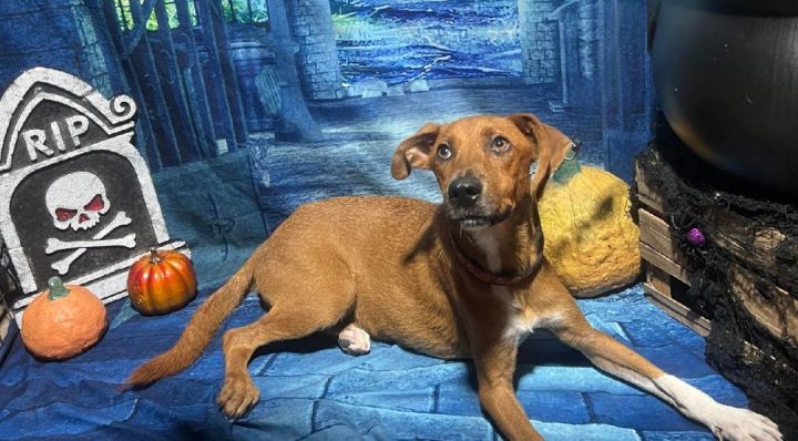 Dog for adoption - Danner, a Whippet & Redbone Coonhound Mix in
