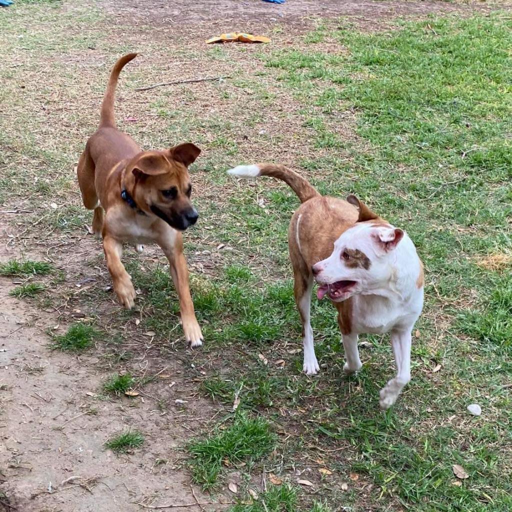 Canelo