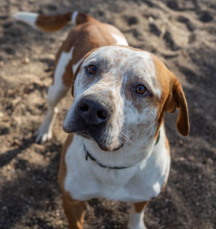 Dog for adoption - Tiger, a Hound & Pit Bull Terrier Mix in Red Wing ...