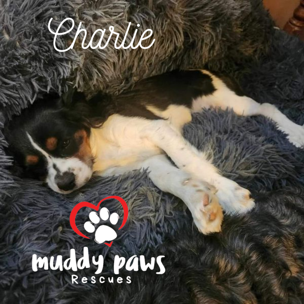 Charlie - no longer accepting applications