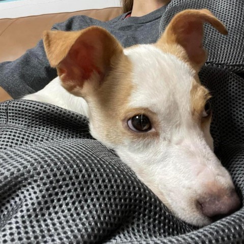 Spicey, an adoptable Chihuahua, Pomeranian in Savannah, GA, 31406 | Photo Image 2