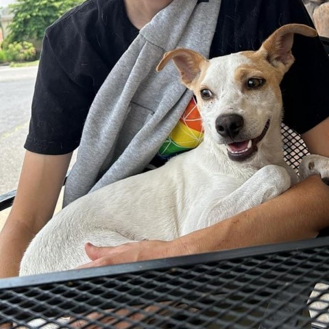 Spicey, an adoptable Chihuahua, Pomeranian in Savannah, GA, 31406 | Photo Image 5