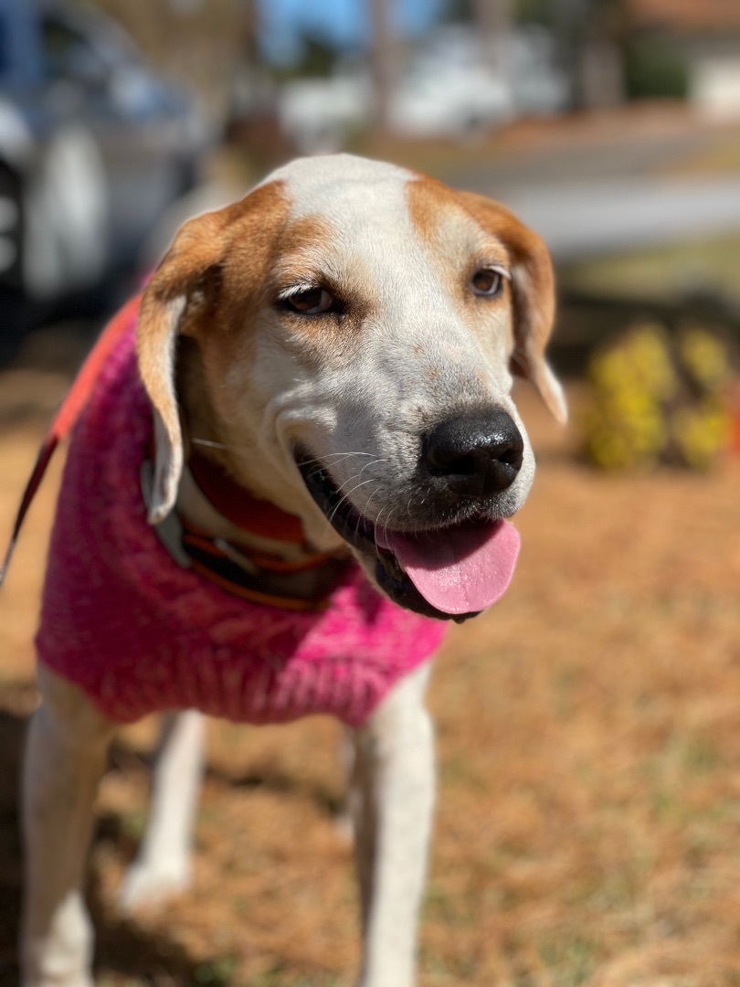Dog for adoption Holly, a Hound Mix in Oconto, WI Petfinder