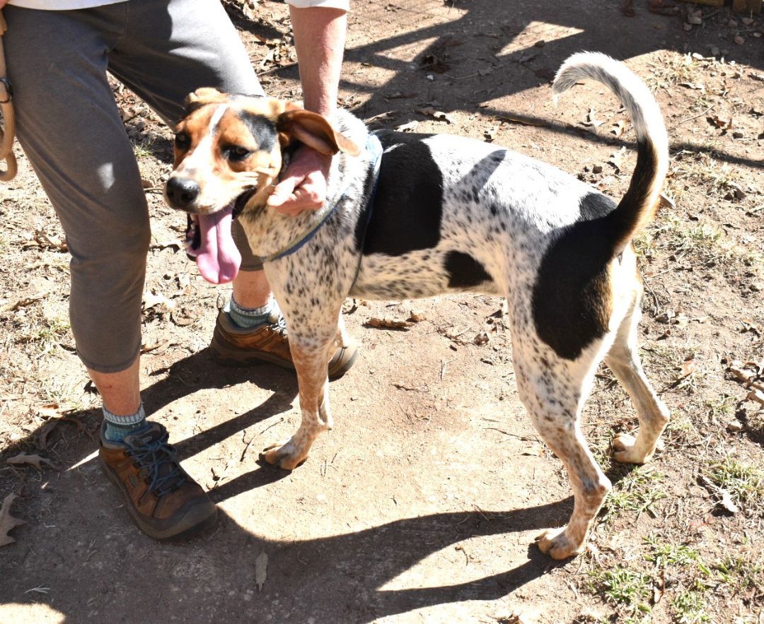 Hunter Male Blue Tick Hound in Foster 45 pounds