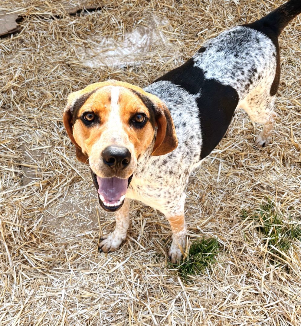 Hunter Male Blue Tick Hound in Foster 45 pounds