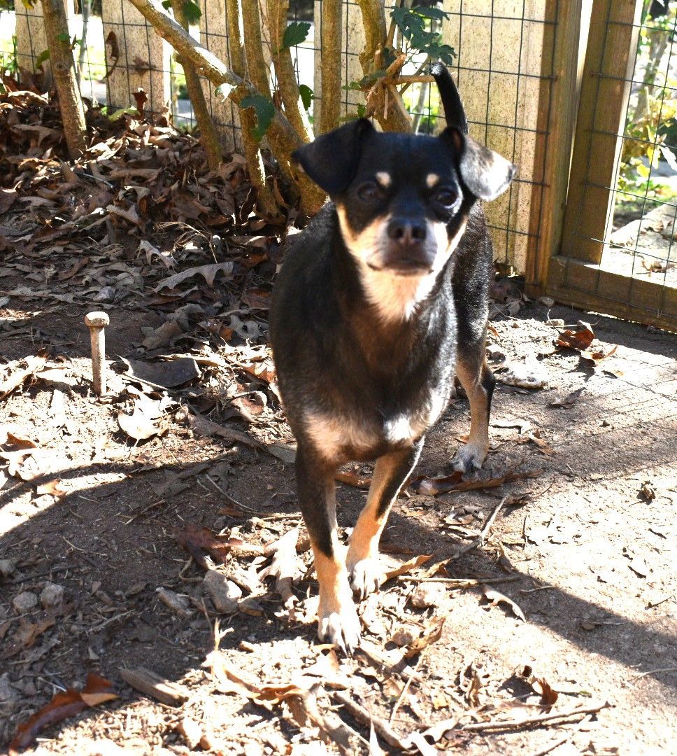 Midnight Male 4 year old Tan/Black Chihuahua 15 pounds Great Adult Pup