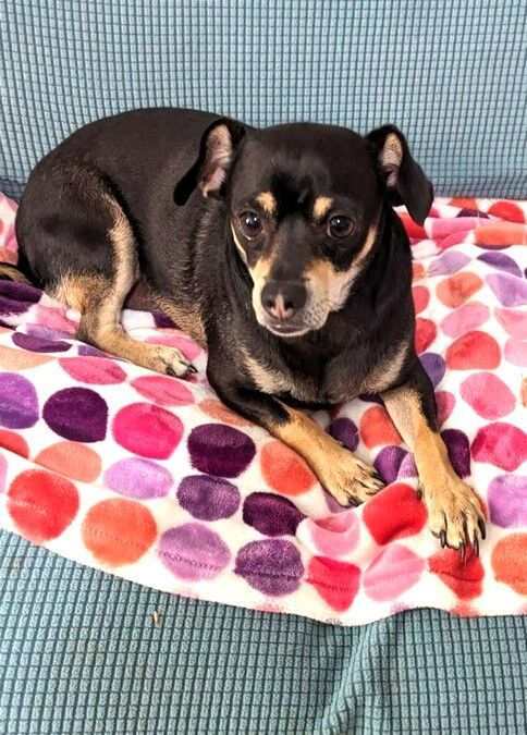 Midnight Male 4 year old Tan/Black Chihuahua 15 pounds Great Adult Pup
