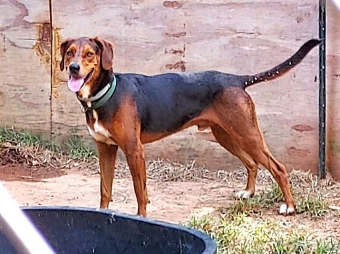 Red best sale walker hound