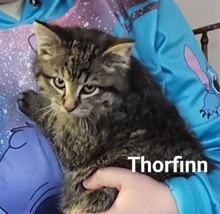 Thorfinn 1