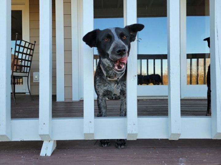 Somora, an adopted Australian Cattle Dog / Blue Heeler in Adamstown, MD_image-5