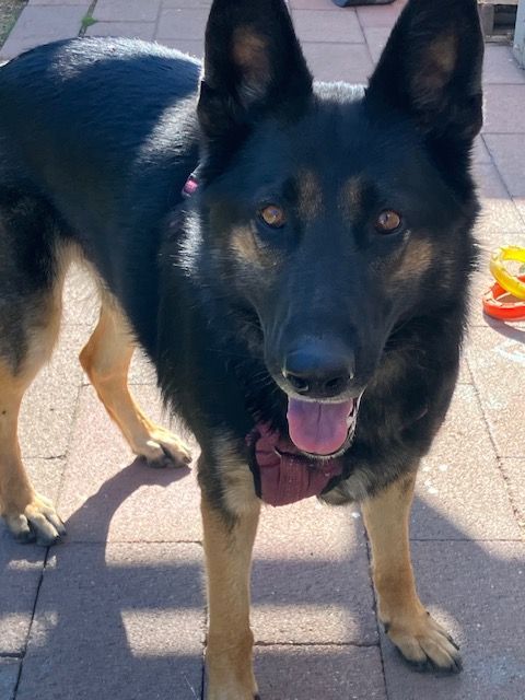 Blanket black and tan best sale german shepherd