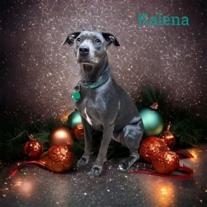 Kalena