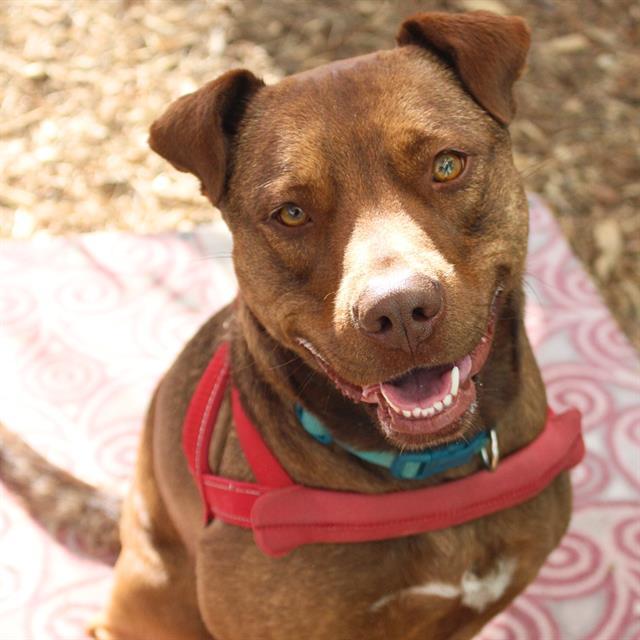 NIKKA, an adoptable Labrador Retriever, Shar-Pei in Albuquerque, NM, 87105 | Photo Image 1