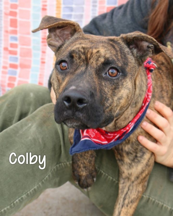 Colby pitbull hot sale terrier