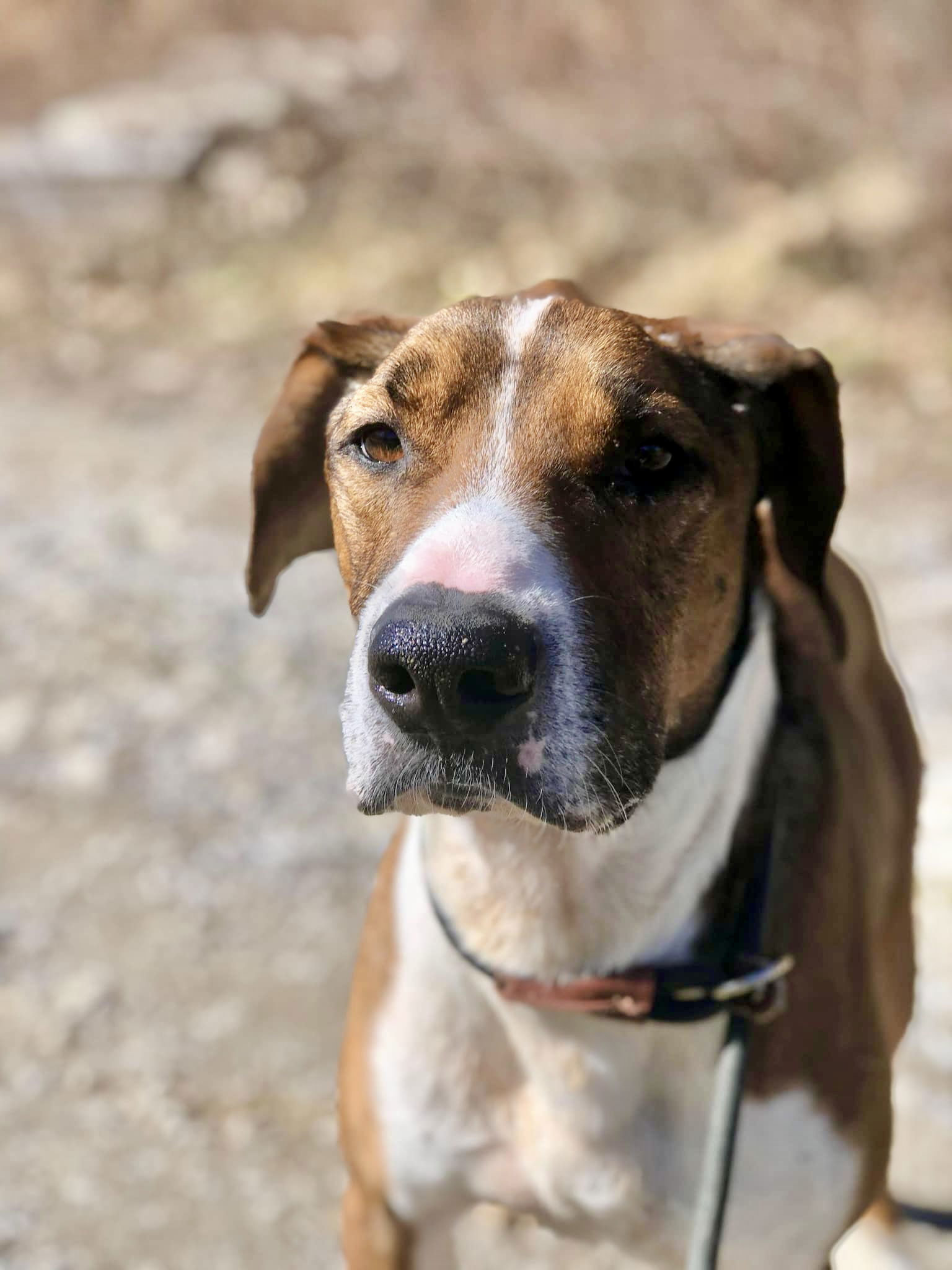 Raider, an adoptable Pit Bull Terrier in Elkins, WV, 26241 | Photo Image 1