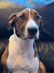 Raider, an adoptable Pit Bull Terrier in Elkins, WV, 26241 | Photo Image 2