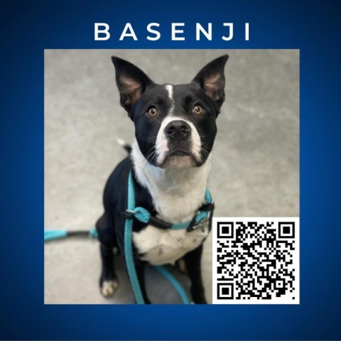 Basenji, an adoptable Basenji, Border Collie in Dickinson, TX, 77539 | Photo Image 1