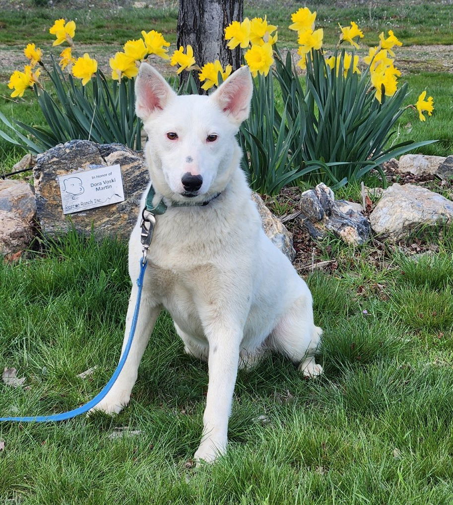 Dog for adoption Tinsel, an Australian Cattle Dog / Blue Heeler Mix