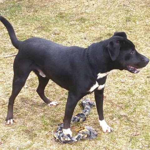 ACAC-Stray-ac751/23-13126/Tim, an adoptable Black Labrador Retriever in Standish, MI, 48658 | Photo Image 1