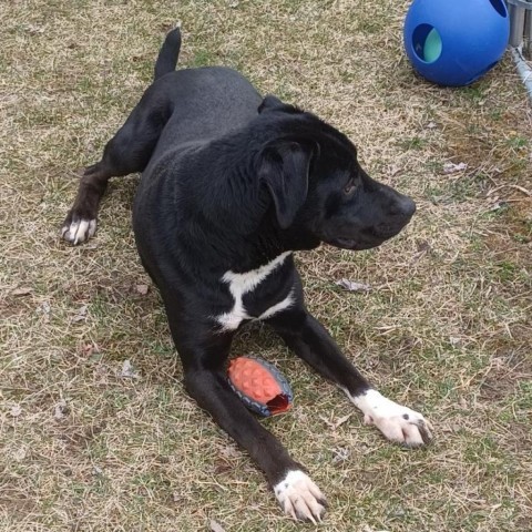 ACAC-Stray-ac751/23-13126/Tim, an adoptable Black Labrador Retriever in Standish, MI, 48658 | Photo Image 3