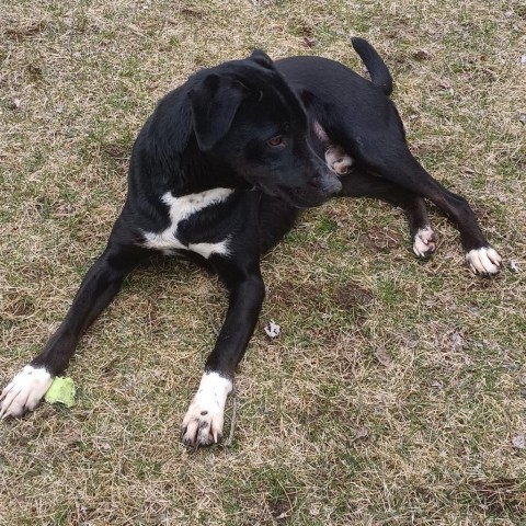 ACAC-Stray-ac751/23-13126/Tim, an adoptable Black Labrador Retriever in Standish, MI, 48658 | Photo Image 4