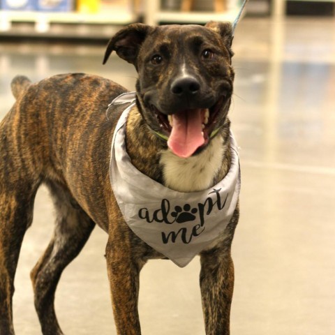 Storm, an adoptable Boxer in Savage, MN, 55378 | Photo Image 1